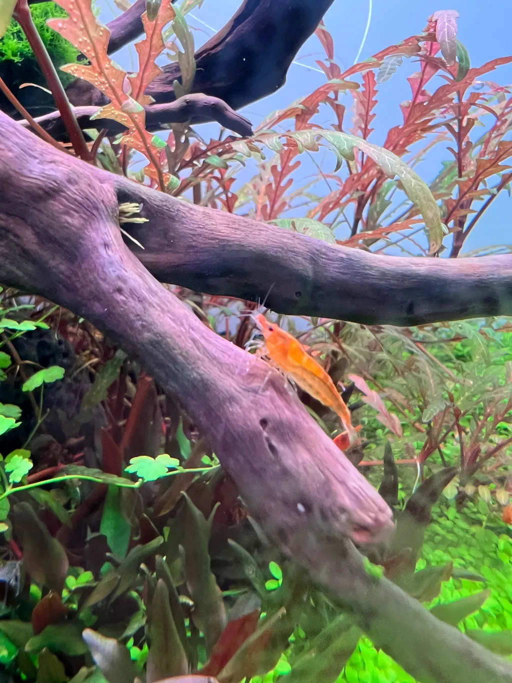 Garnelen TV Orange Fire Sakura räka Neocaridina davidi orange