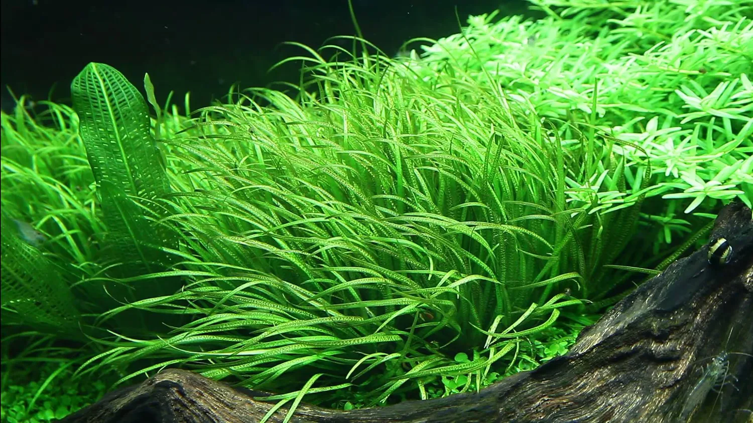 Akvarievalvet Blyxa japonica akvarieväxt tuva