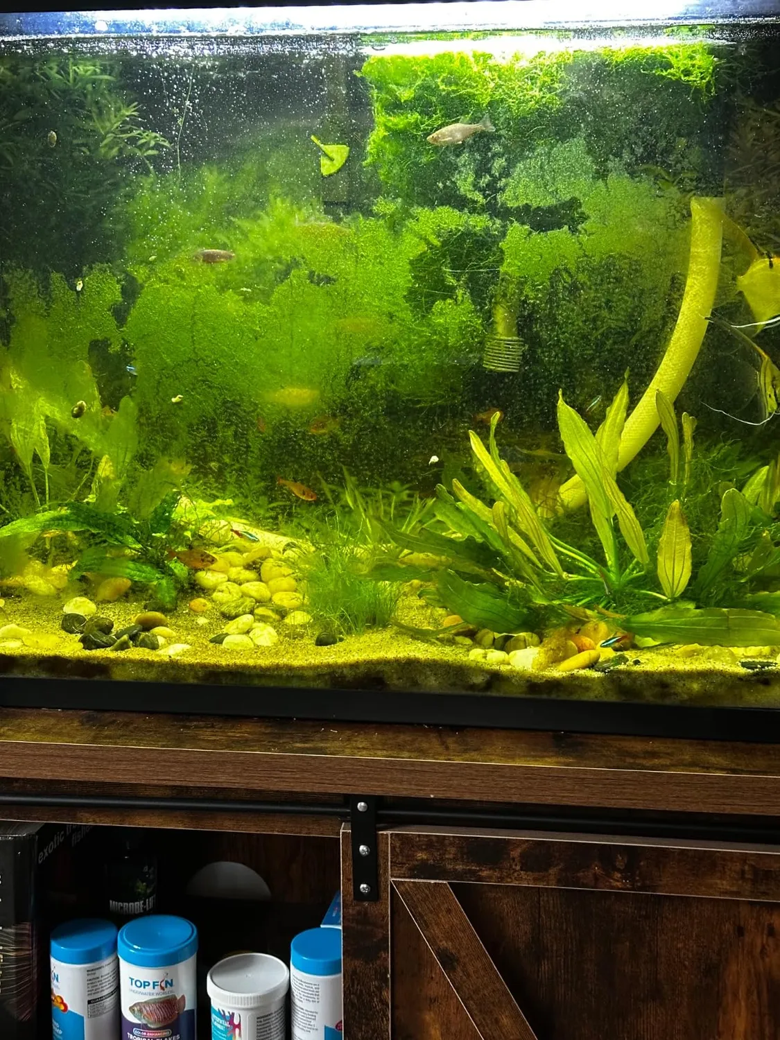 Flipper Edge Clownfish magnetrengörare Standard