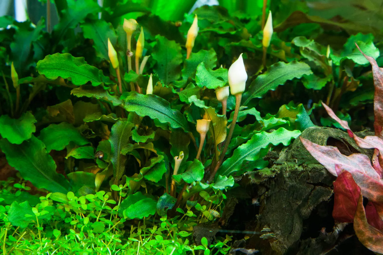 Akvarievalvet Bucephalandra Bukit Kelam akvarieväxt