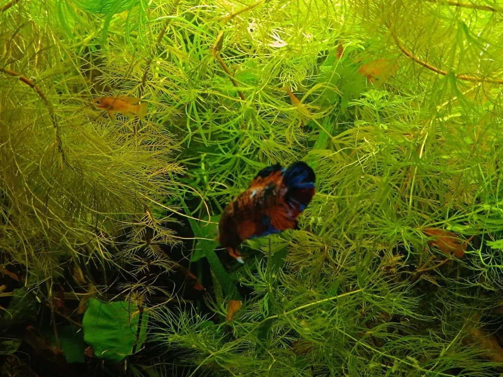 Garnelen TV Dario dario akvariefisk 2,5 cm grupp