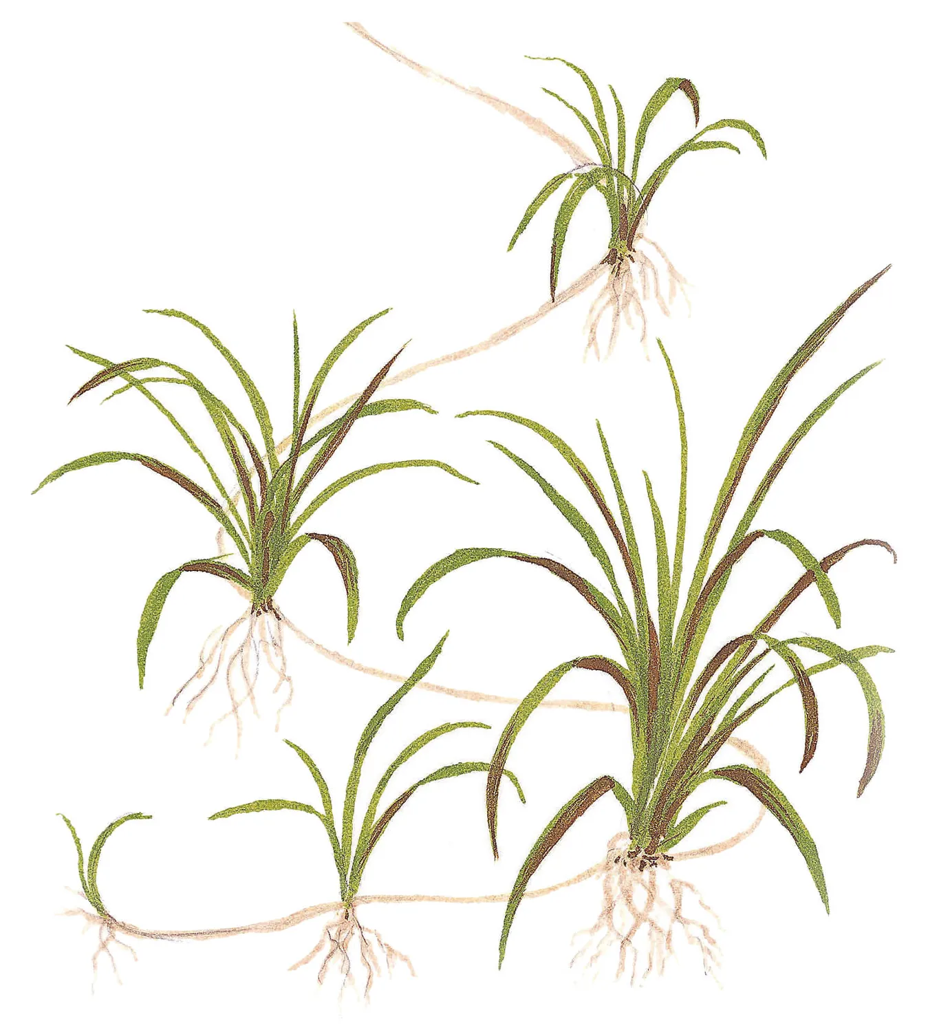 Akvarievalvet Helanthium tenellum Green akvarieväxt