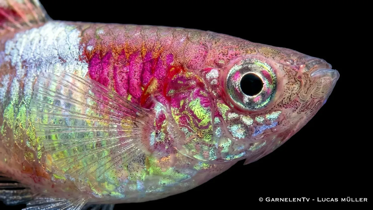 Garnelen TV Endlers Guppy Red Neon guppy hane nano