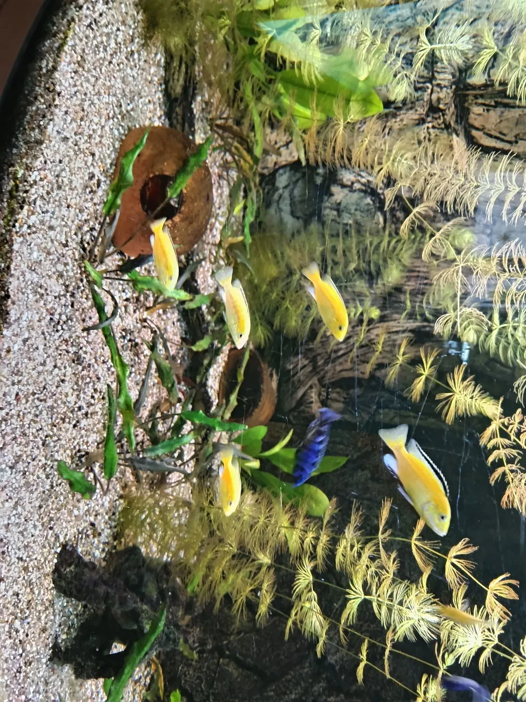 Garnelen TV Labidochromis Yellow ciklid 8-10 cm