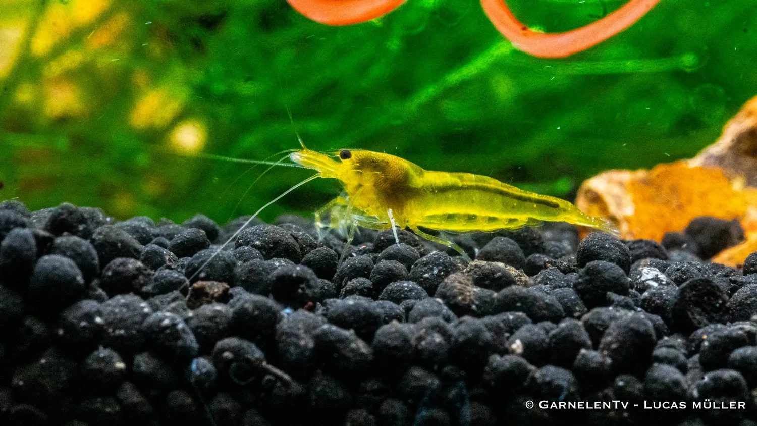 Garnelen TV Yellow King Kong Caridina räka gul